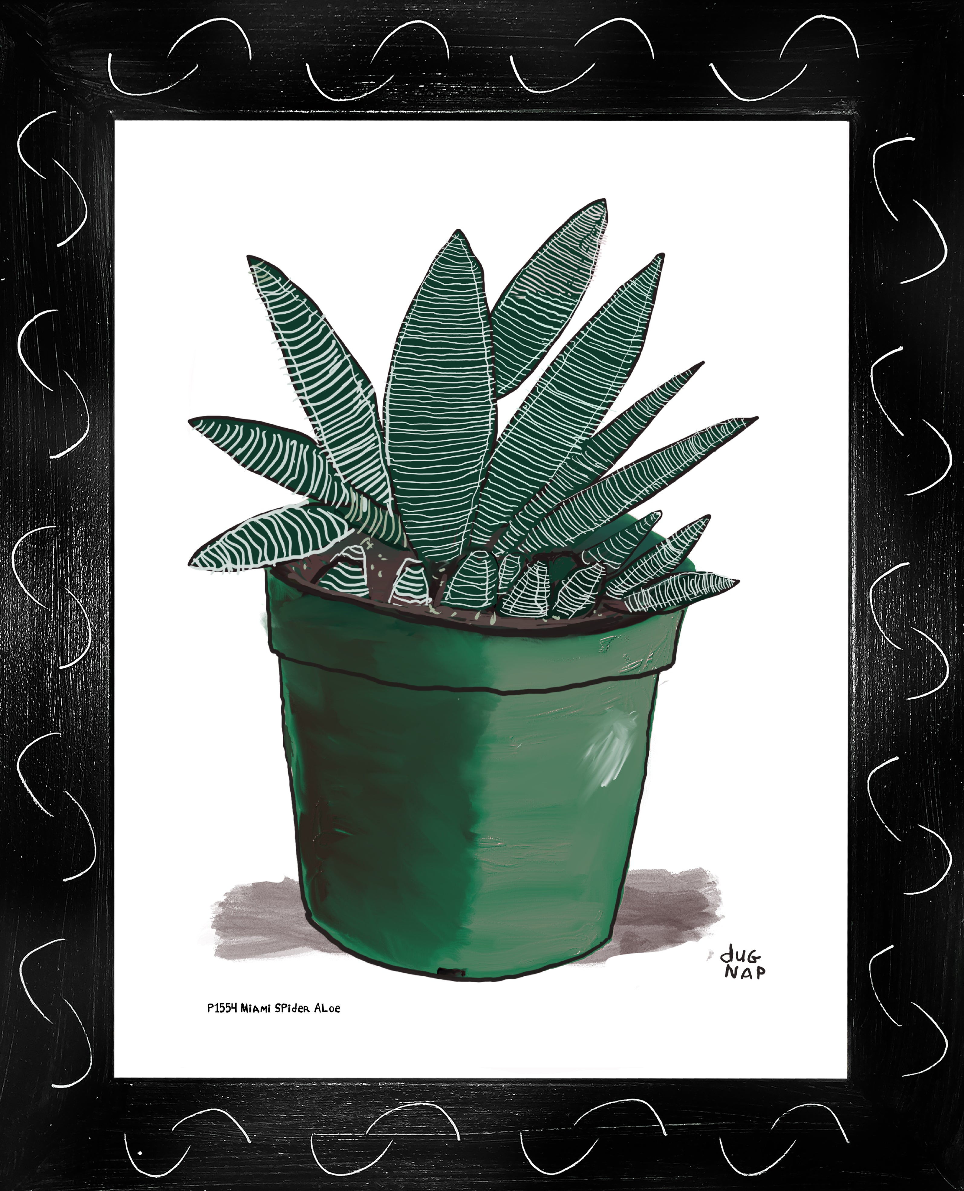 P1554 Miami Spider Aloe