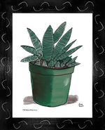 P1554 Miami Spider Aloe