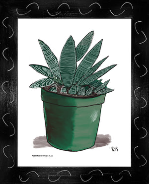 P1554 Miami Spider Aloe