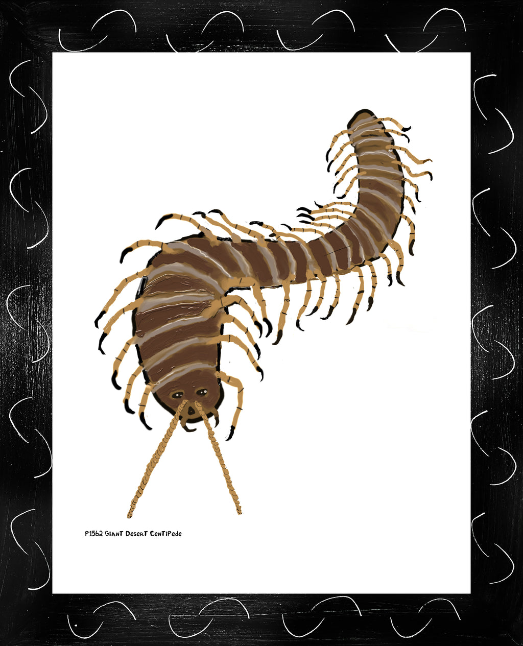 P1562 Giant Desert Centipede
