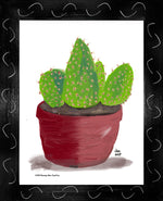P1557 Bunny Ear Cactus