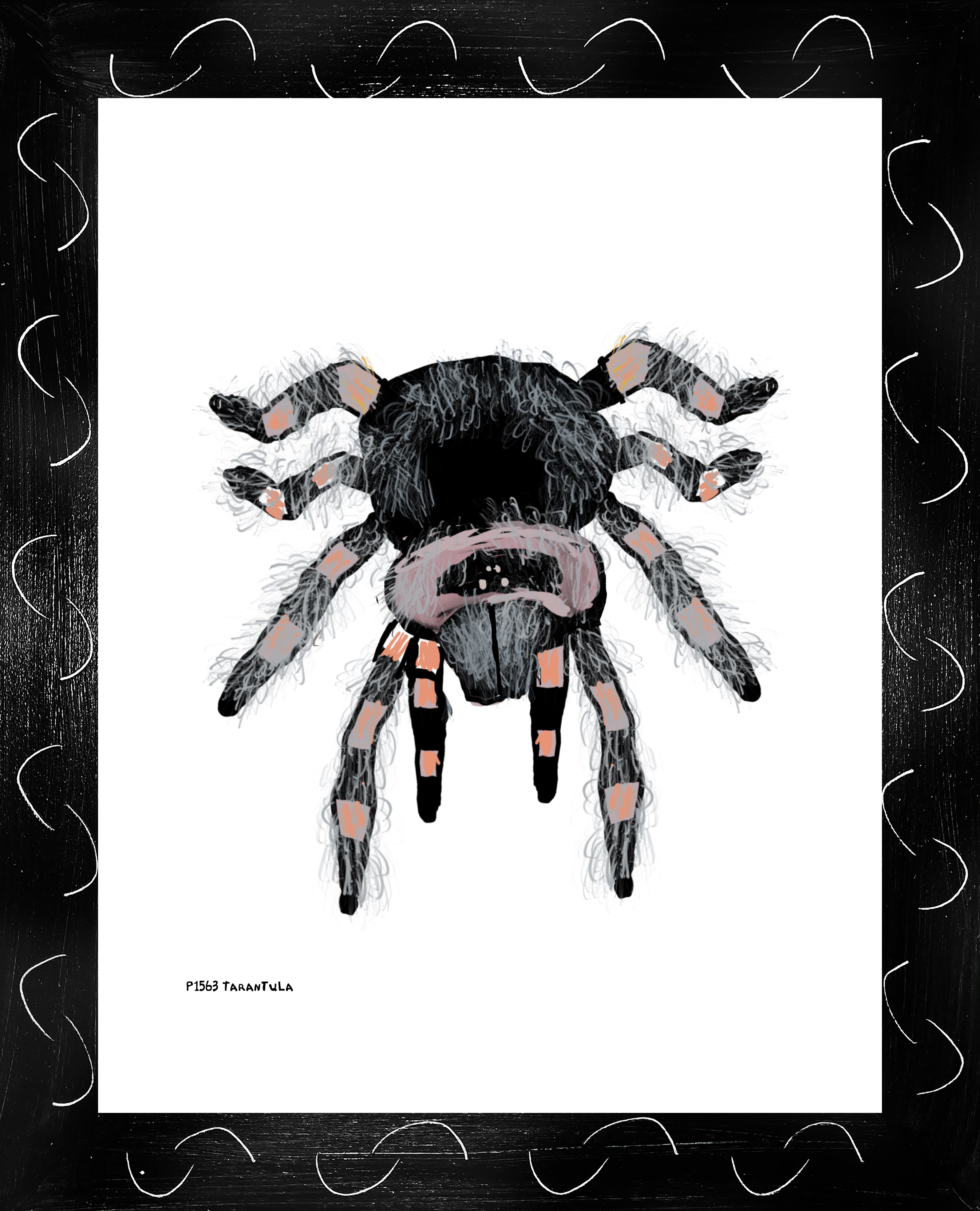 P1563 Tarantula