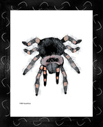 P1563 Tarantula