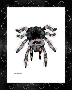 P1563 Tarantula