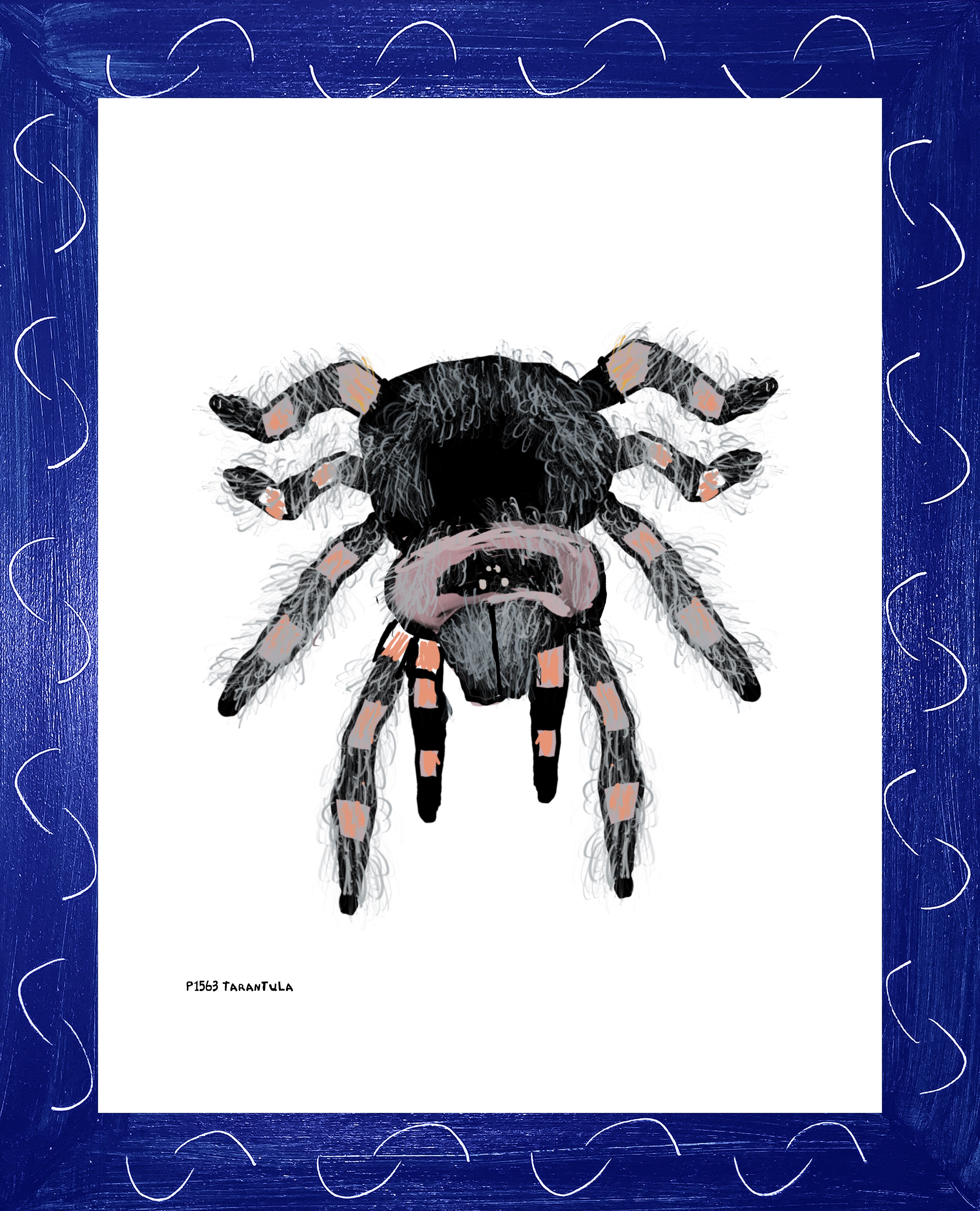 P1563 Tarantula