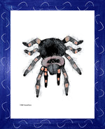 P1563 Tarantula