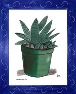 P1554 Miami Spider Aloe