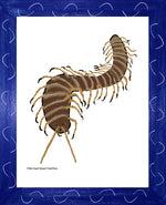 P1562 Giant Desert Centipede