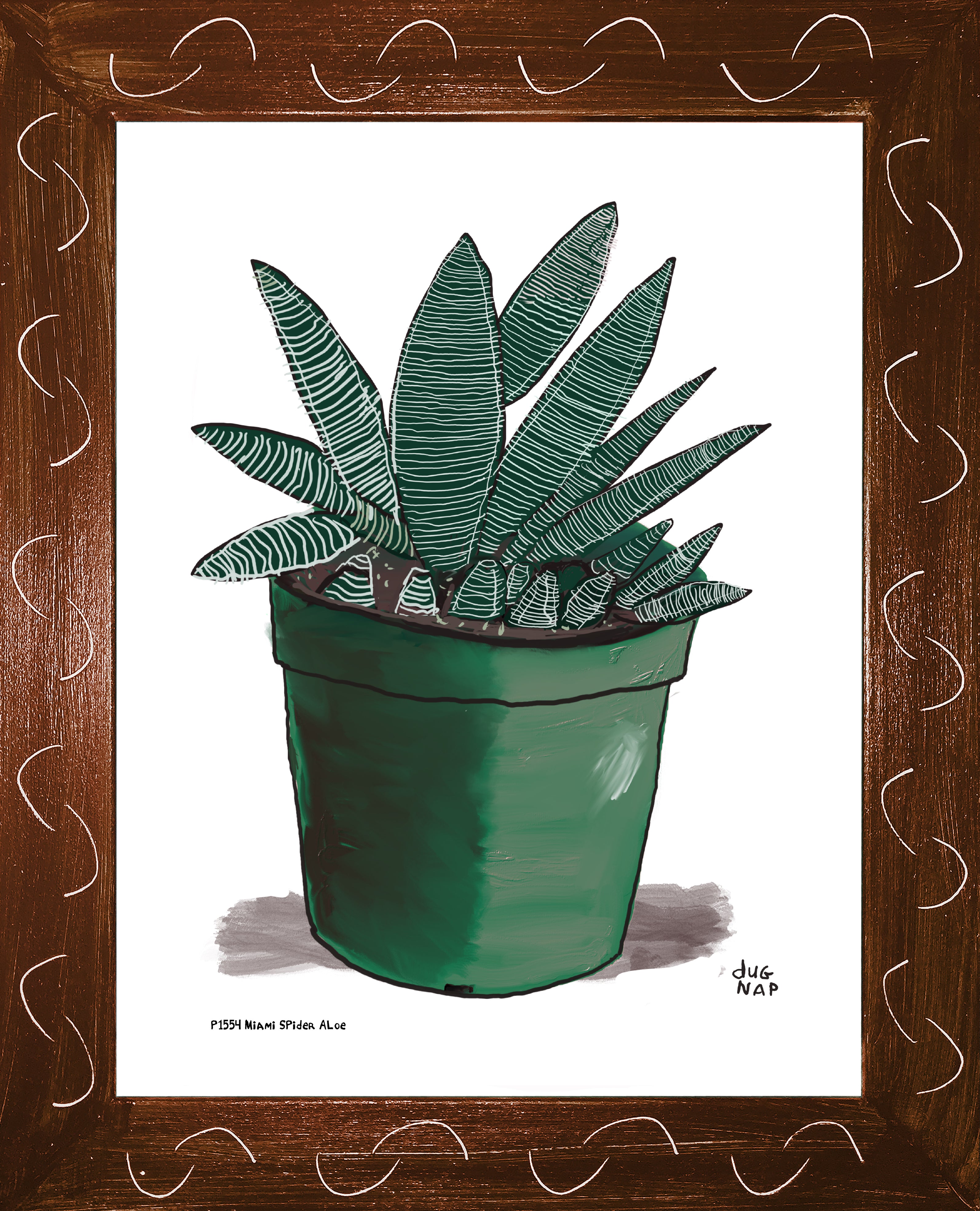 P1554 Miami Spider Aloe