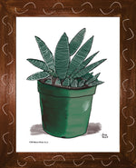 P1554 Miami Spider Aloe