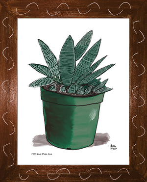 P1554 Miami Spider Aloe