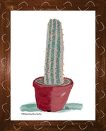 P1558 Brazilian Blue Cactus