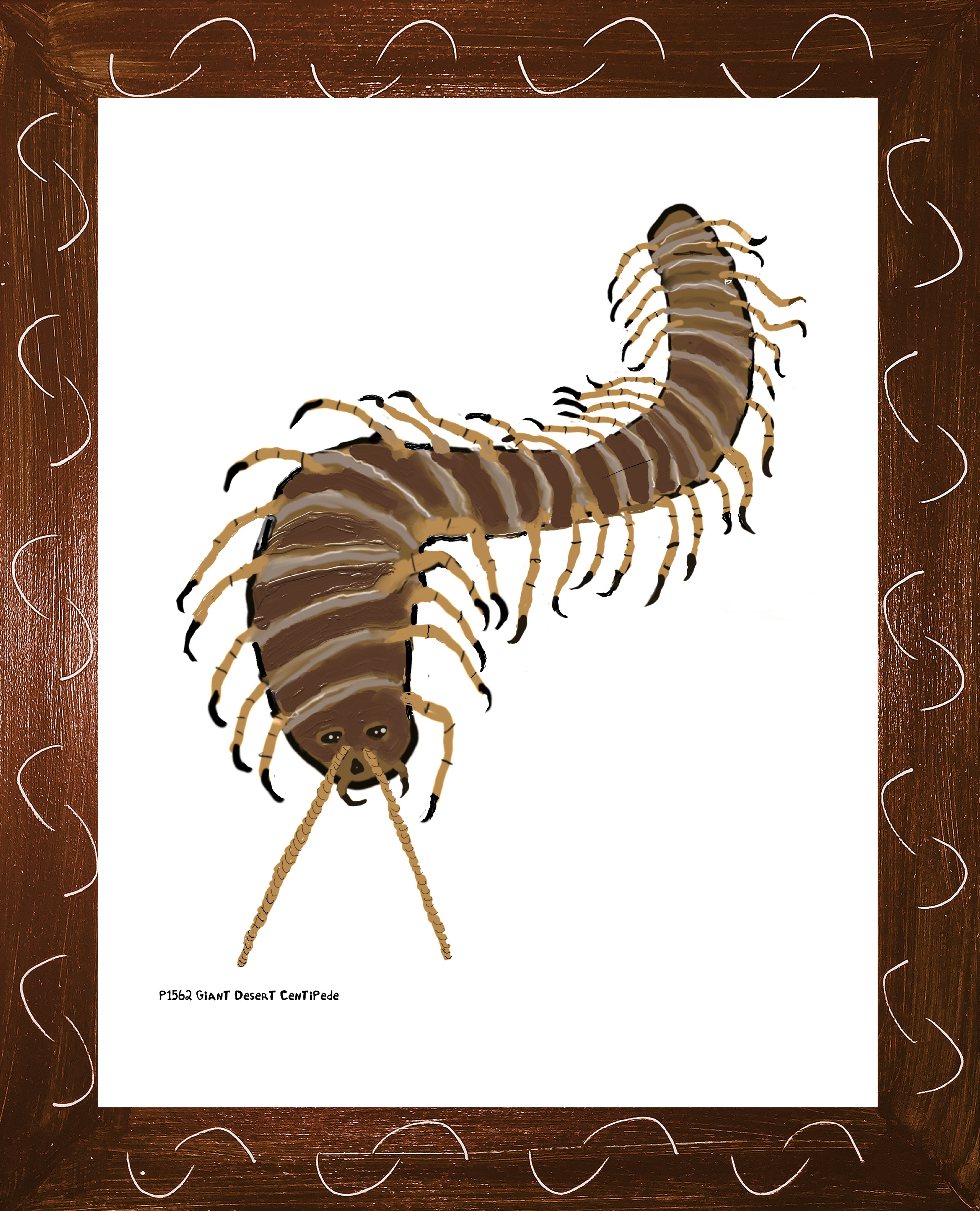 P1562 Giant Desert Centipede