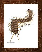 P1562 Giant Desert Centipede