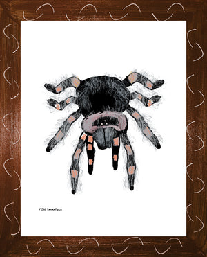 P1563 Tarantula