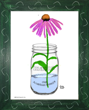 p1458 Coneflower In A Jar