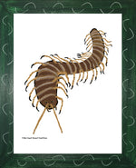 P1562 Giant Desert Centipede