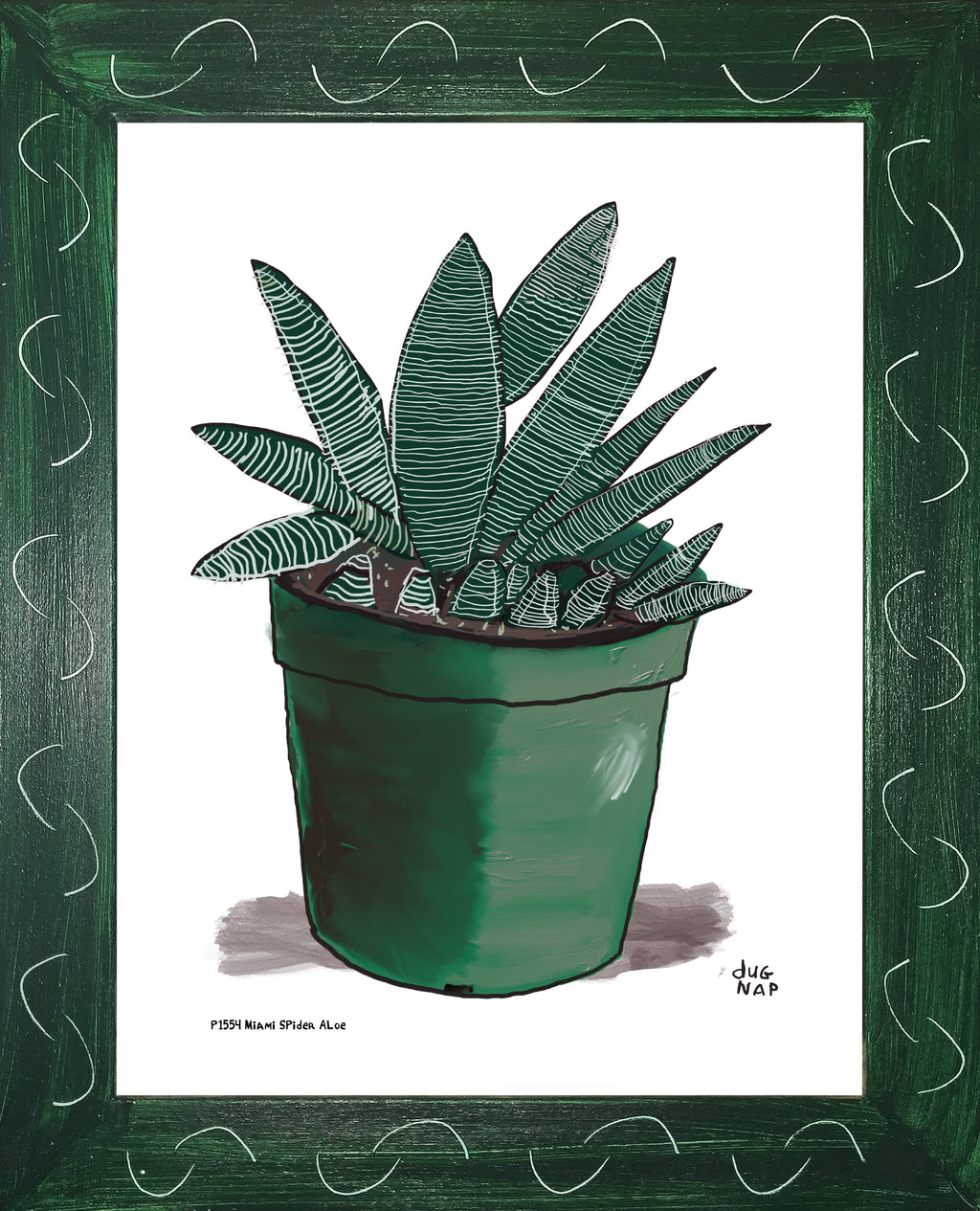 P1554 Miami Spider Aloe