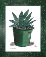 P1554 Miami Spider Aloe