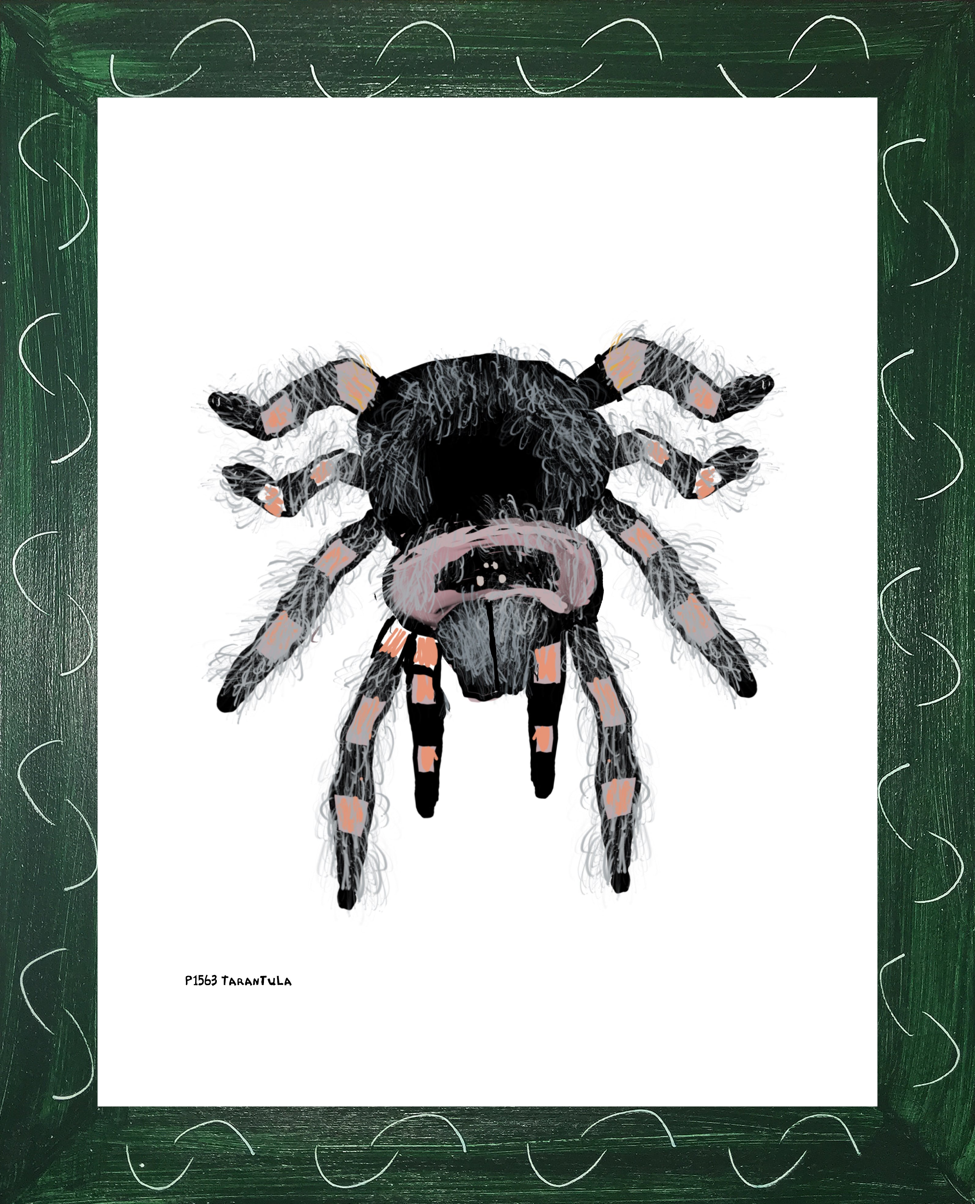 P1563 Tarantula