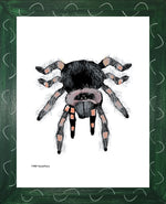 P1563 Tarantula