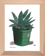P1554 Miami Spider Aloe