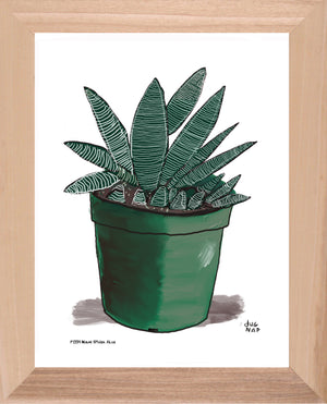 P1554 Miami Spider Aloe