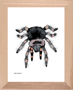 P1563 Tarantula
