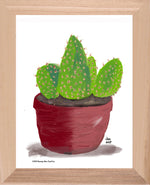 P1557 Bunny Ear Cactus