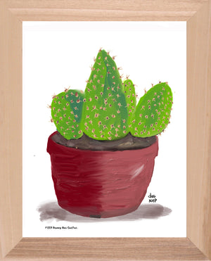 P1557 Bunny Ear Cactus