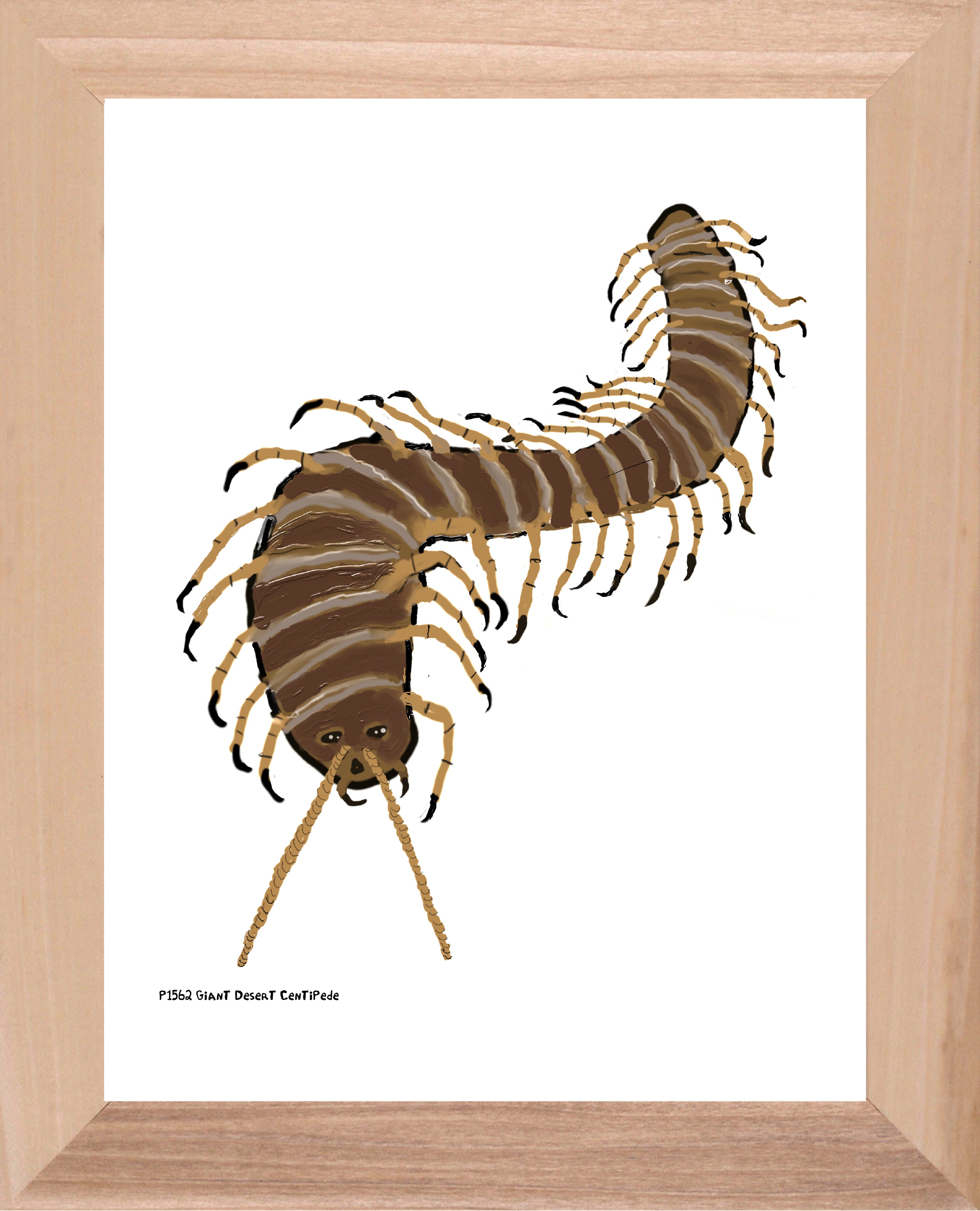 P1562 Giant Desert Centipede