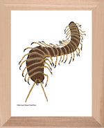 P1562 Giant Desert Centipede