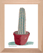P1558 Brazilian Blue Cactus