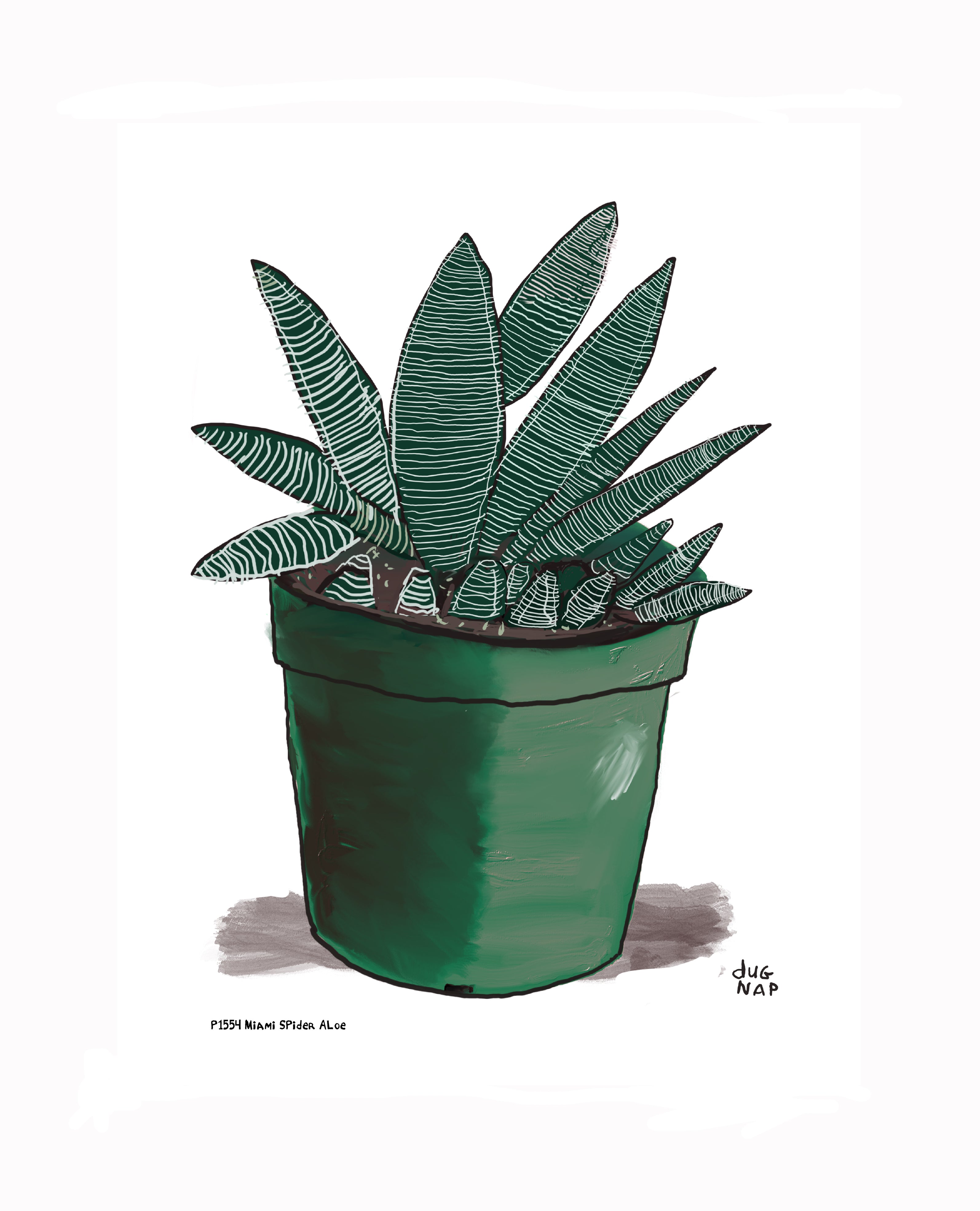 P1554 Miami Spider Aloe