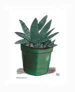 P1554 Miami Spider Aloe