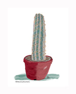 P1558 Brazilian Blue Cactus