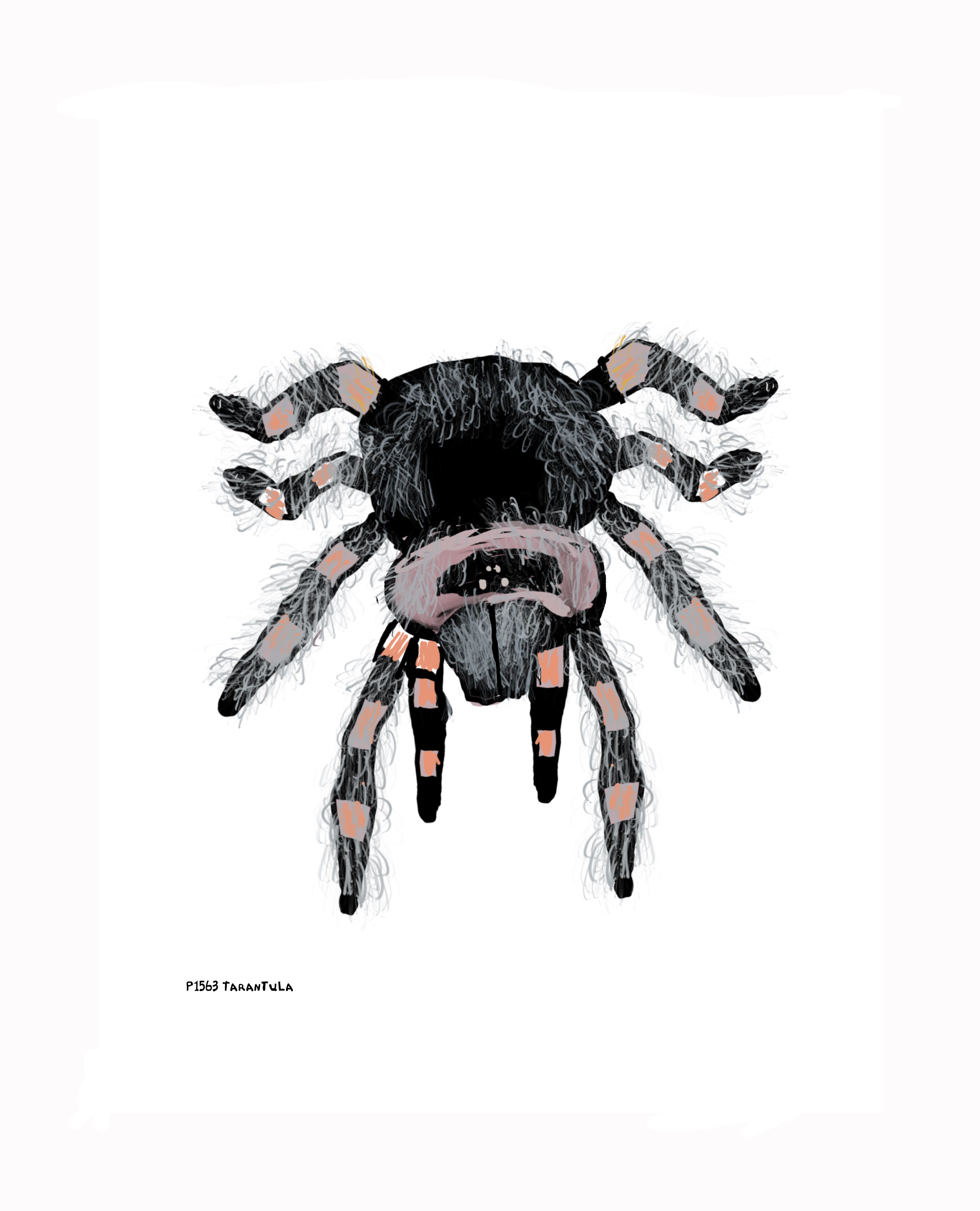 P1563 Tarantula
