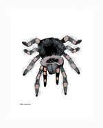P1563 Tarantula