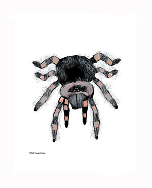P1563 Tarantula