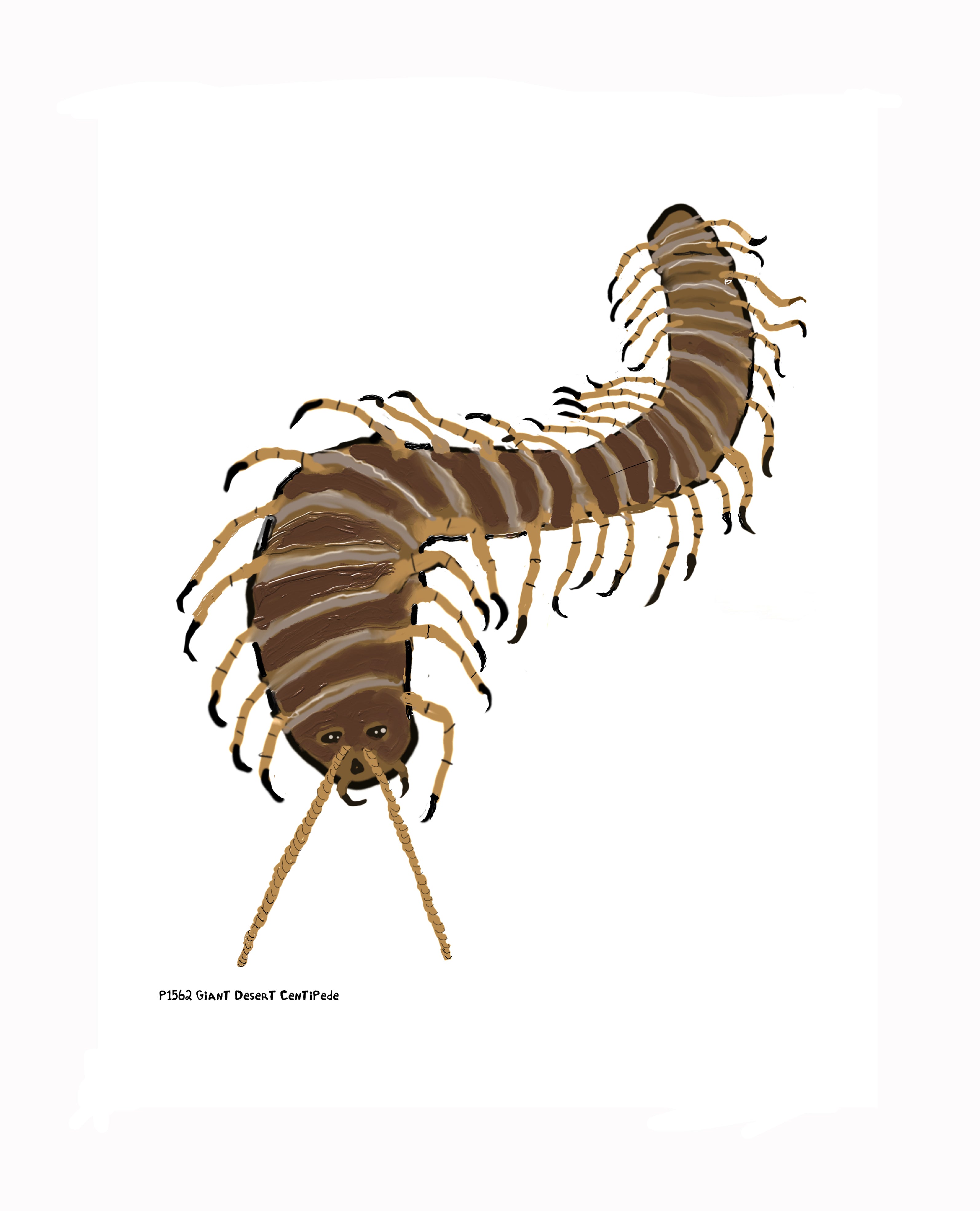 P1562 Giant Desert Centipede