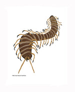 P1562 Giant Desert Centipede