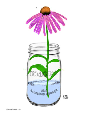 p1458 Coneflower In A Jar