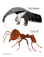 p1494 Giant Anteater Giant Ant