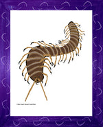 P1562 Giant Desert Centipede