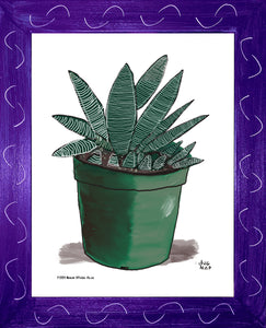 P1554 Miami Spider Aloe