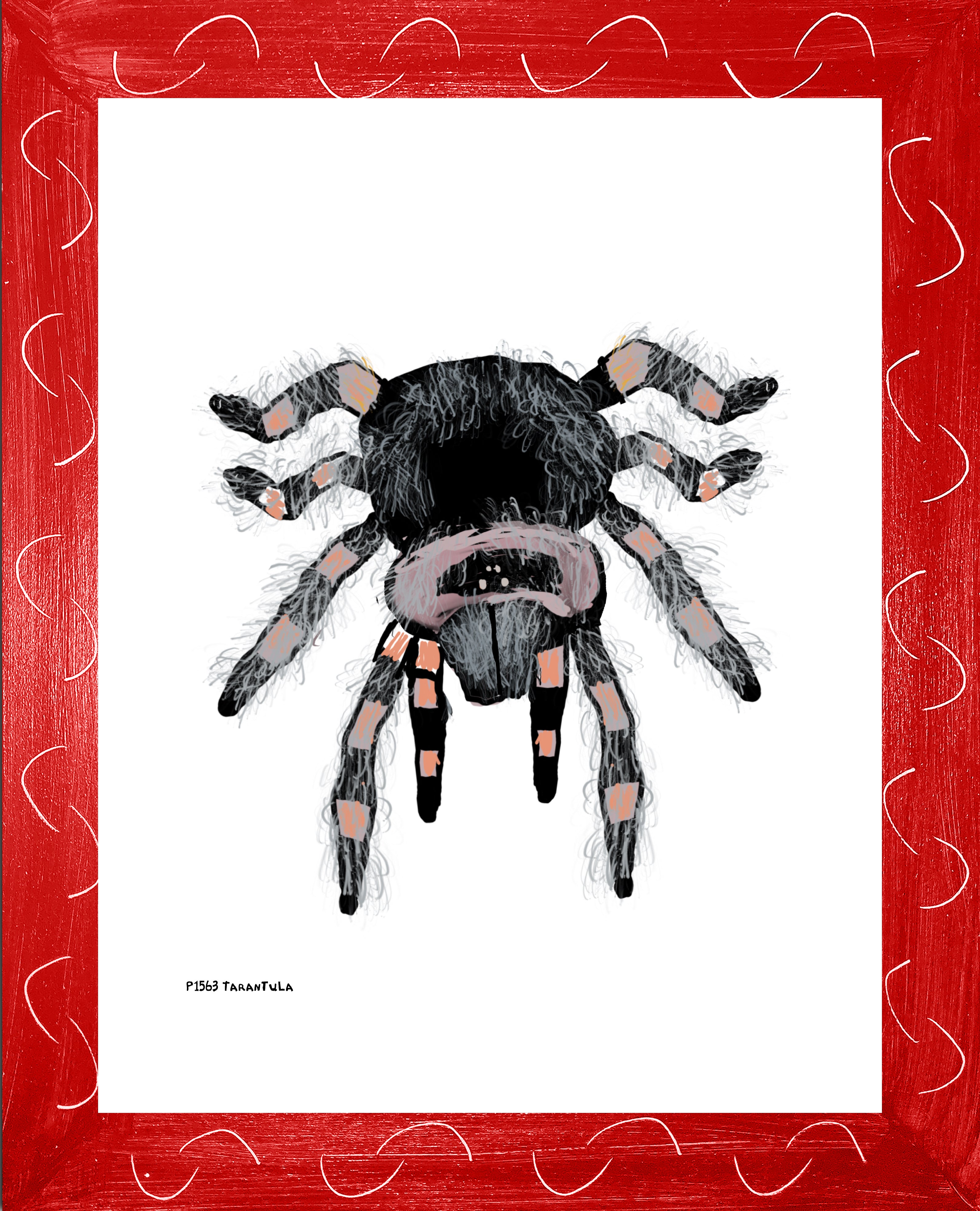P1563 Tarantula