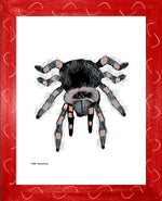 P1563 Tarantula