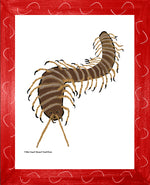 P1562 Giant Desert Centipede