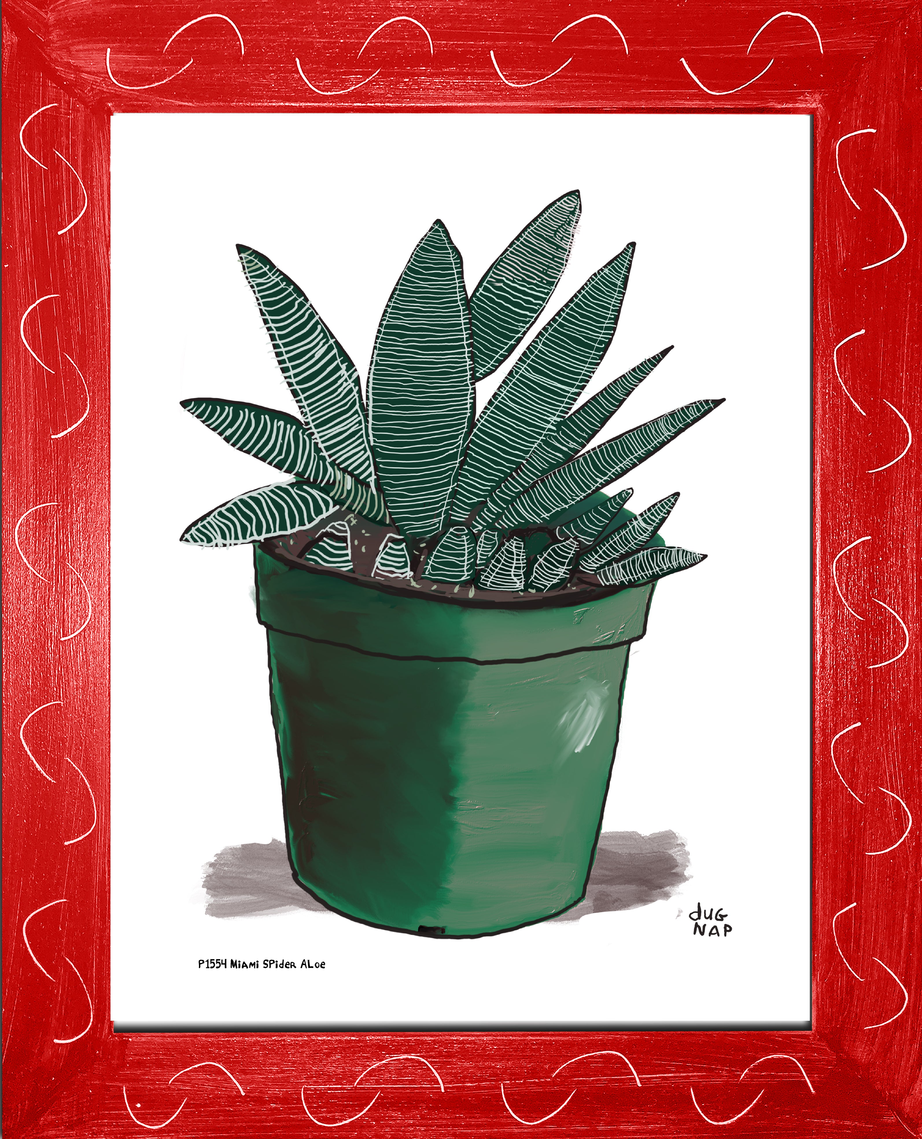 P1554 Miami Spider Aloe