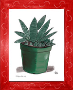 P1554 Miami Spider Aloe